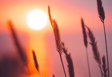Earth & Elm Studio and Wellness Services购物图片