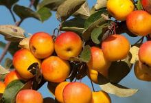 Ashridge Nurseries购物图片