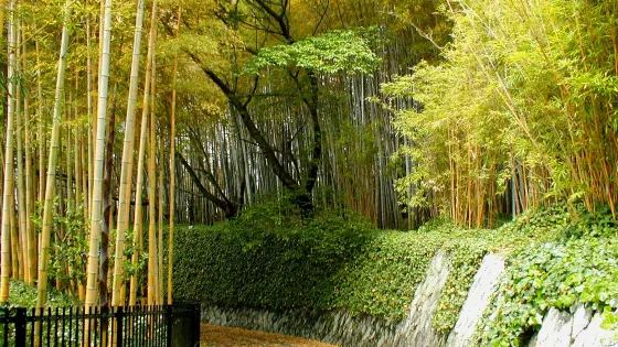 竹林公園