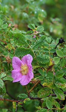 Rebecca Spit Marine Provincial Park-奎德拉岛