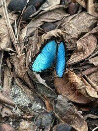 卡维塔国家公园-Talamanca