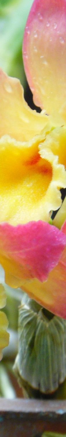 Orquidario de Morelia-莫雷利亚