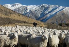 Middle Rock Farm Tour & Farm Stay景点图片