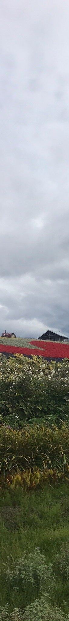 菅野农场-上富良野町