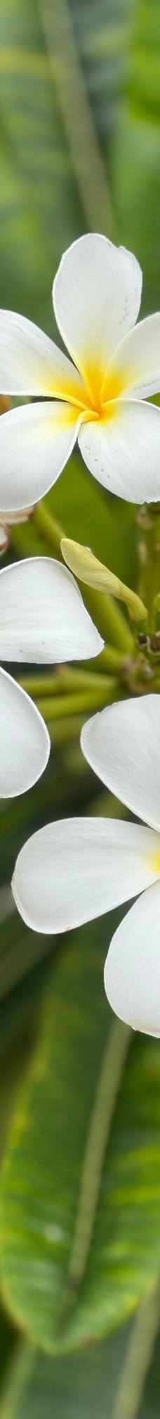 Maui Dragon Fruit Farm-茂宜县