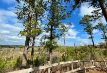 Buescher State Park景点图片