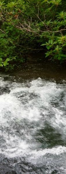 Nakajimadai Shishigahana Marsh-仁贺保市