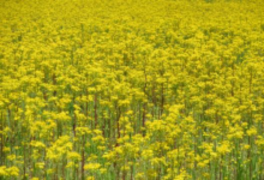 Murray State Arboretum景点图片