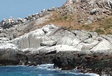 Isla Los Pinguinos Cachagua景点图片