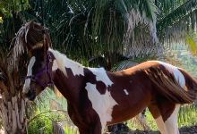 Jaltemba Equine Education Project (J.E.E.P.)景点图片