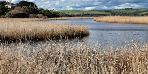王子鎮濕地棧道
