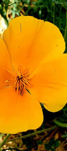 Arcade Creek Park Preserve-萨克拉门托县