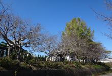 伊野神社景点图片