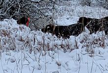 Walker Gamebirds & Hunting Preserve景点图片