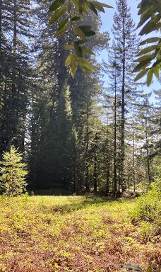 Grove of Old Trees-奥西丹透