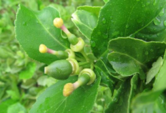 ROOT Farm Cambodia景点图片