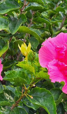 Kapalua Coastal Trail-卡帕拉奥阿