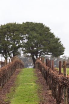 Penley Estate-库纳瓦拉