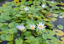 Vivero Las Nieves购物图片