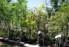 Plantscapes of Oregon购物图片