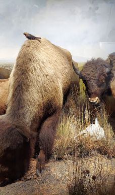 布法罗科学博物馆-布法罗