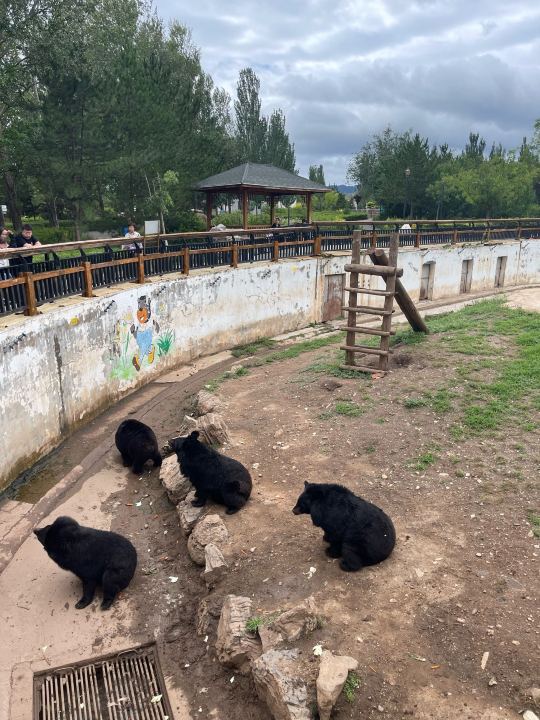 大青山野生动物园-猛兽散养区