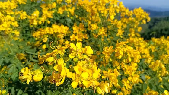 水源山花海
