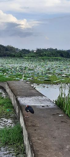 Attidiya Bird Sanctuary-代希瓦勒－芒特拉维尼亚