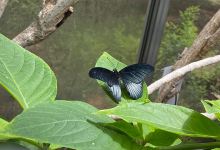 Butterfly Pavilion景点图片