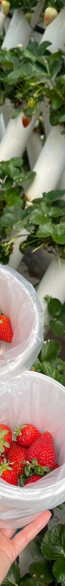 Ricardoes Tomatoes-Blackmans Point