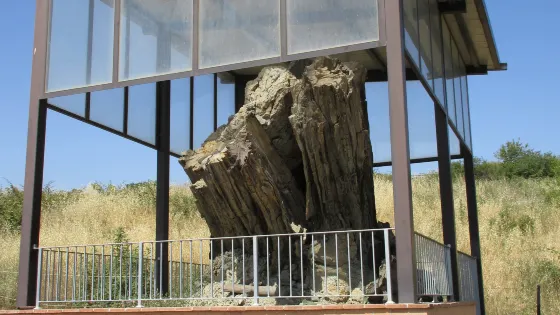 Foresta Fossile