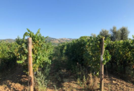 Azienda Agricola Fornacelle景点图片