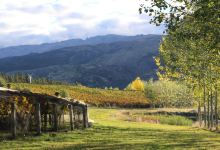 Maori Point Vineyard景点图片