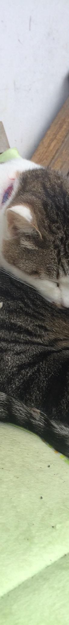 Gotanjoji Temple-越前市