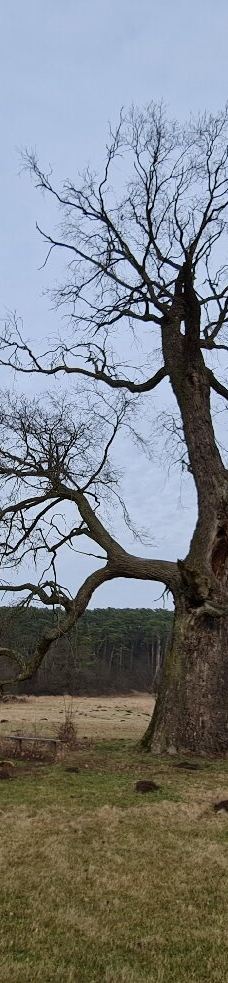 Rogalin Landscape Park-伯灵顿