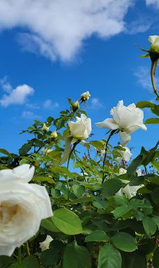 Yoshiumi Rose Park-今治市