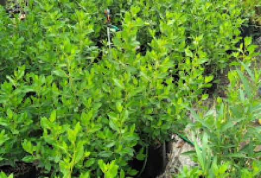 Vivero Frank Natura购物图片