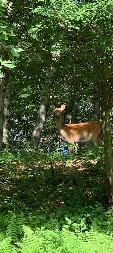 富士山人民公园-富士吉田市