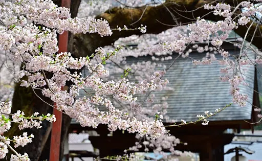 吉祥寺