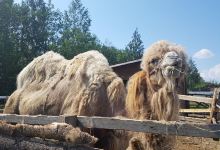 Petting zoo "The village"景点图片