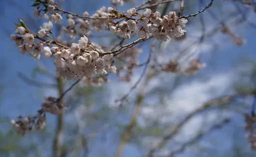 荘川桜