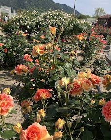 Yoshiumi Rose Park-今治市