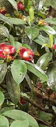 Finca Cantaros-圣维托