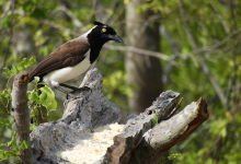 Refúgio dos mocós景点图片
