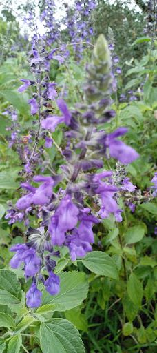 Damask Wind-鹿屋市