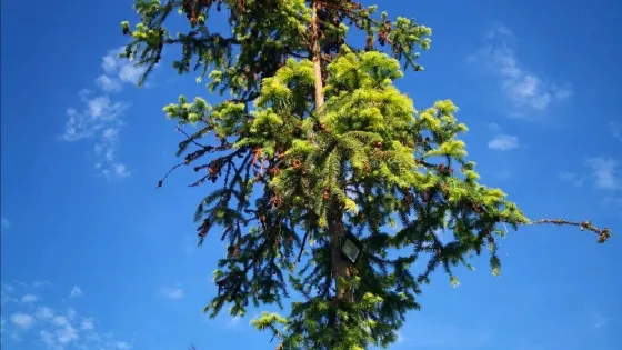 蓮花村