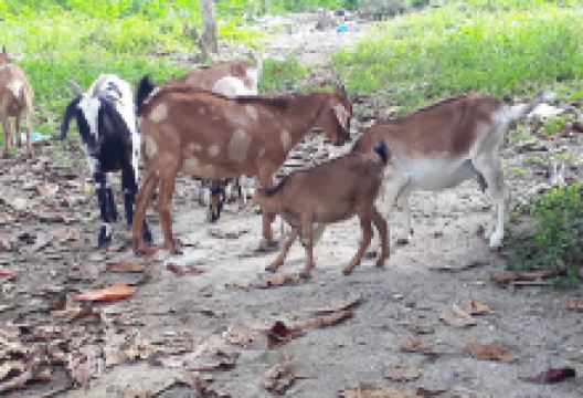 Playa La Poza de Bojolo景点图片