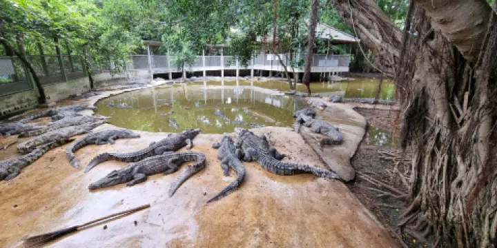 雲石公園鱷魚潭