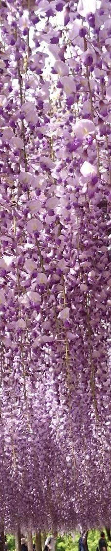 河内藤园-北九州