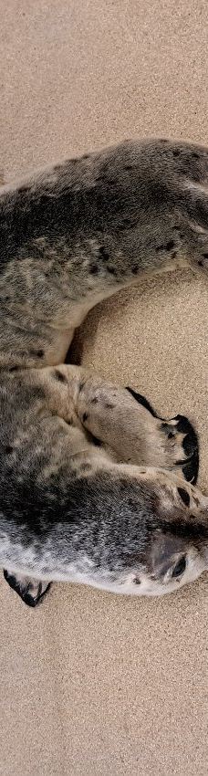 Seehundstation und Waloseum-诺德代希